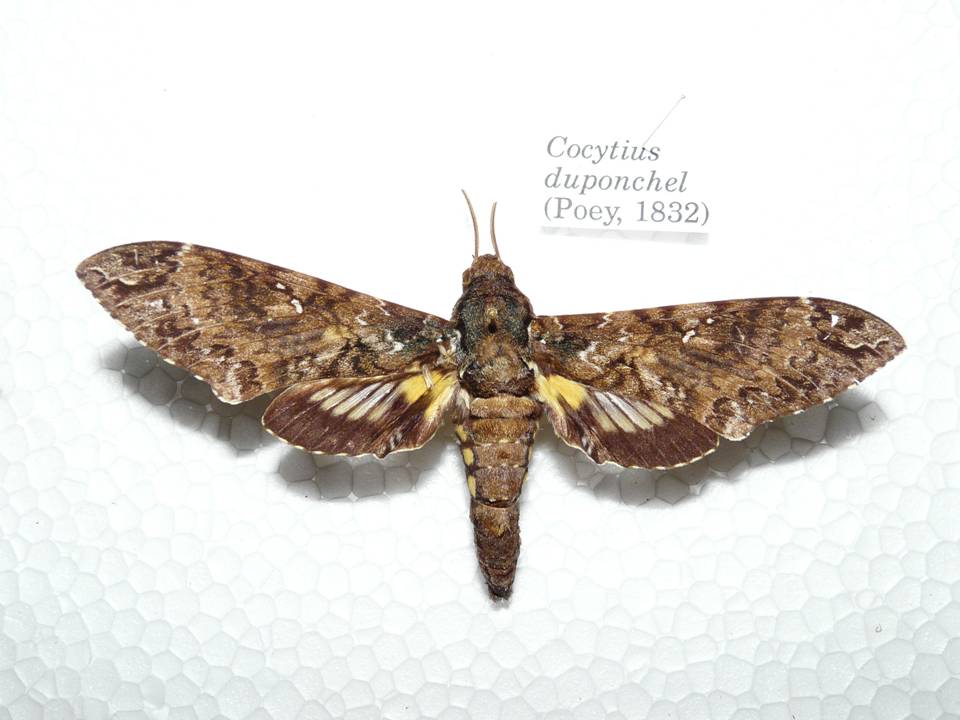 FIGURE 1f FIGURE 1f
